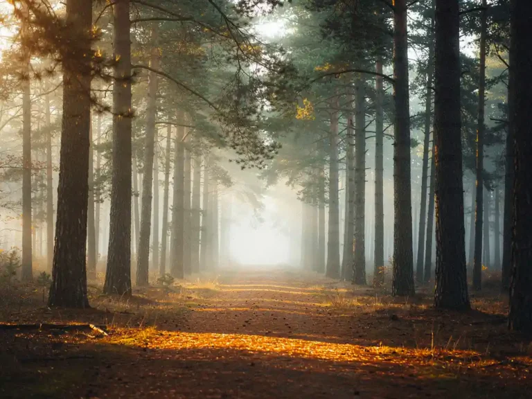 Mistig bospad op de Veluwe tussen hoge dennenbomen, gouden ochtendlicht filtert door het bladerdak op een tapijt van amberkleurige dennennaalden.