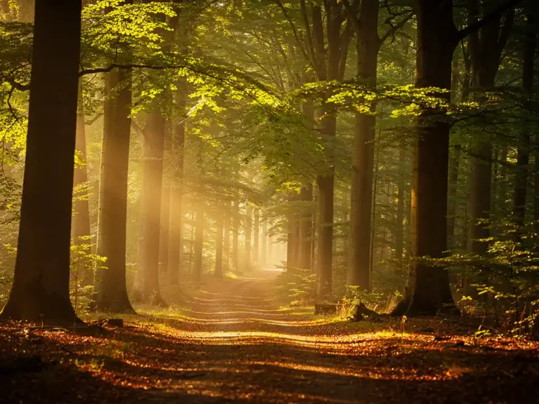 Bospad slingert tussen eeuwenoude beukenbomen op de Veluwe, met gouden ochtendlicht door het bladerdak en lichte mist tussen de stammen.
