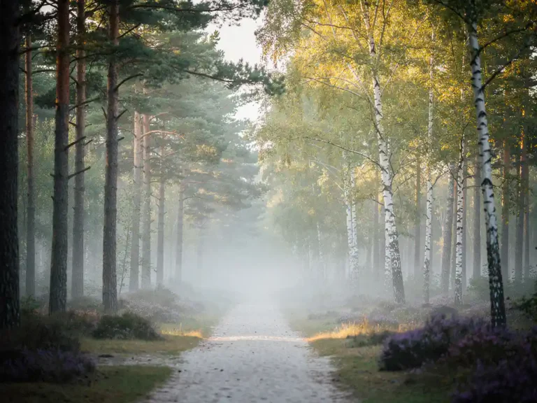 Mistig bospad op de Veluwe met dennenbomen en berken, paarse heide tussen de stammen en zachte ochtendmist over de zandbodem.
