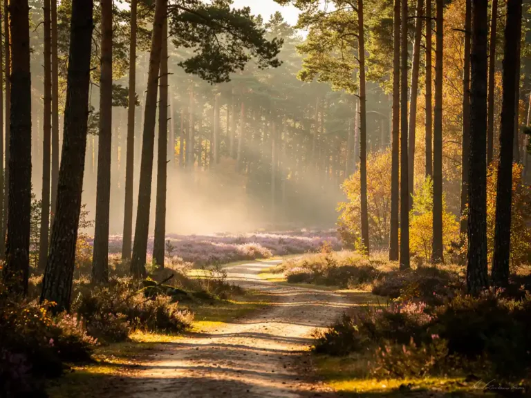 Mistig ochtendlicht door hoge dennenbomen op de Veluwe, gouden zonnestralen op een kronkelend zandpad met paarse heide op de achtergrond.