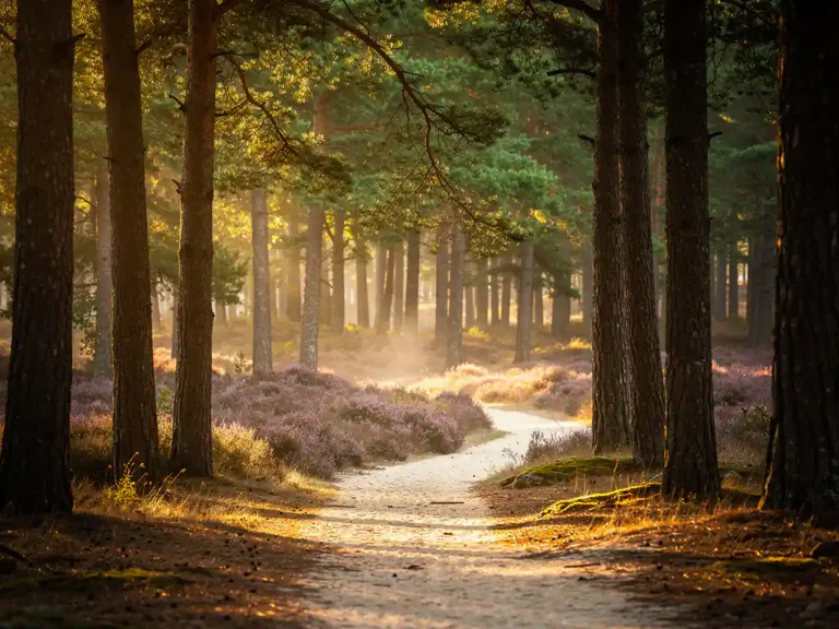 Kronkelend bospad door hoge dennenbomen op de Veluwe, met gouden ochtendlicht, paarse heide en lichte grondmist boven zandbodem.