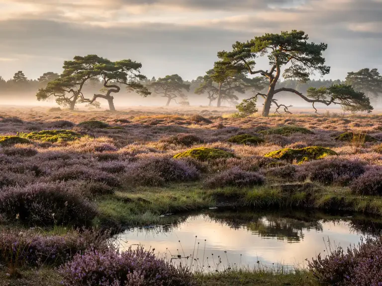 Paarse heide in volle bloei op de Veluwe, omhuld door ochtendmist met silhouetten van grove dennen en een stil bosven op de voorgrond.