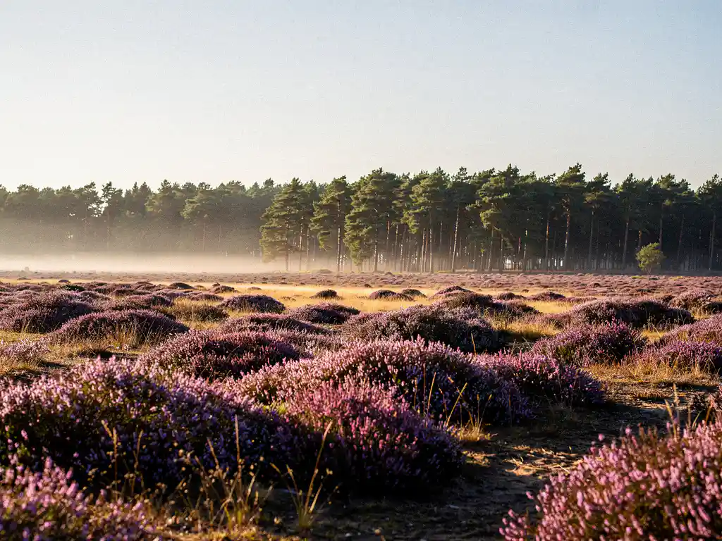 Paars bloeiende heide op de Veluwe in gouden ochtendlicht, met mistige dennenbossen op de achtergrond.