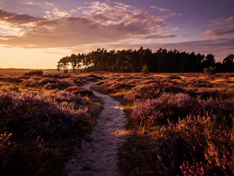 Gouden heideveld op de Veluwe bij zonsondergang, met bloeiende paarse heide, smalle zandweg naar dennenbos en roze-gouden wolkenlucht.