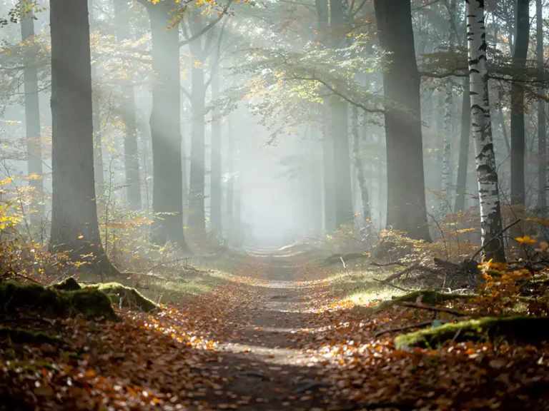Mistig herfstpad op de Veluwe met eiken en berken, gouden bladeren op de bosbodem en zacht ochtendlicht door het bladerdak.