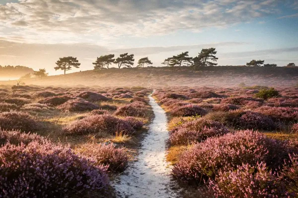 Paarse heide in gouden ochtendlicht met een zandpad naar de horizon, windgebogen dennen op de richel en lichte grondmist in de laagte.