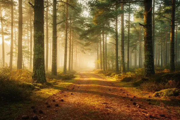 Mistig bospad tussen hoge dennenbomen op de Veluwe, met gouden ochtendlicht en een tapijt van amberkleurige dennennaalden.