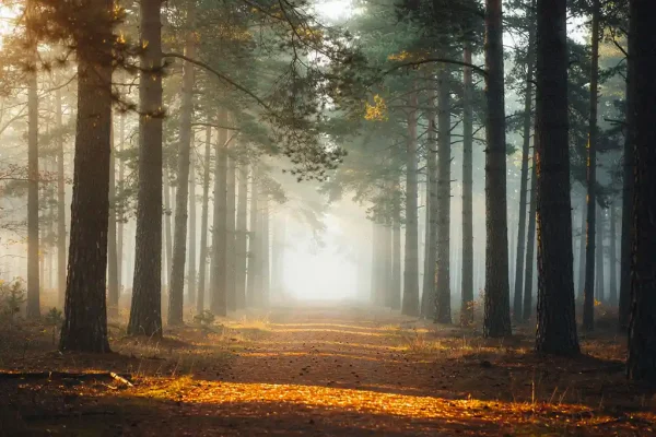 Mistig bospad op de Veluwe tussen hoge dennenbomen, gouden ochtendlicht filtert door het bladerdak op een tapijt van amberkleurige dennennaalden.