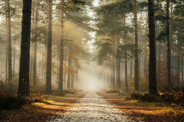 Mistig bospad op de Veluwe tussen hoge dennenbomen, gouden herfstlicht en gevallen bladeren op de zandbodem.