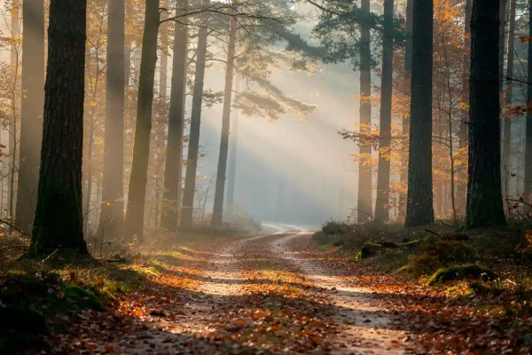 Mistig bospad door hoge Veluwse dennenbomen met gouden herfsttinten, gevallen bladeren op zandbodem en zachte ochtendnevel.