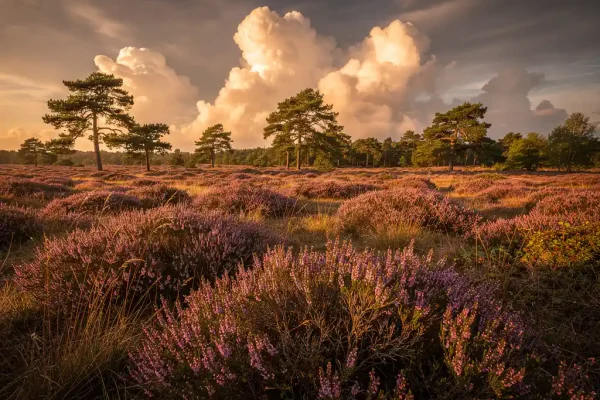 Uitgestrekte paarse heide onder een dramatische wolkenlucht met silhouetten van grove dennen in warm gouduur licht.