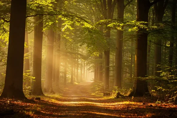 Bospad slingert tussen eeuwenoude beukenbomen op de Veluwe, met gouden ochtendlicht door het bladerdak en lichte mist tussen de stammen.
