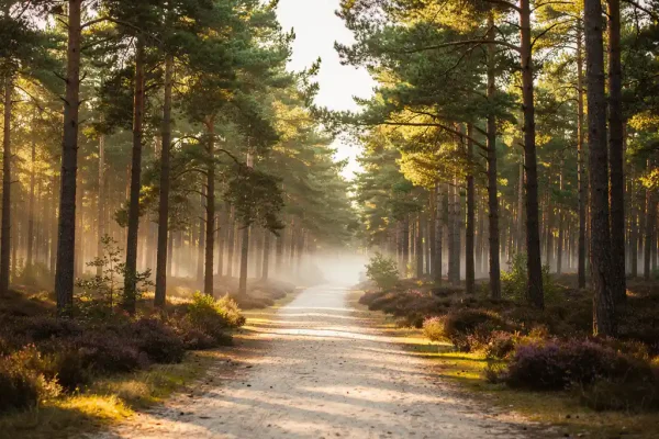 Zandpad door dennenbos op de Veluwe met gouden ochtendlicht, paarse heide en lichte mist tussen de boomstammen.