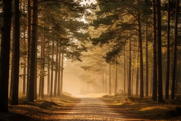 Smal zandpad kronkelend door oude dennenbomen op de Veluwe, met gouden ochtendlicht en lage mist tussen de stammen.