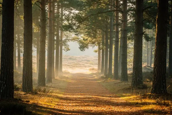 Mistig bospad op de Veluwe tussen oude pijnbomen, gouden ochtendlicht op een tapijt van amberkleurige naalden, heideveld op de achtergrond.