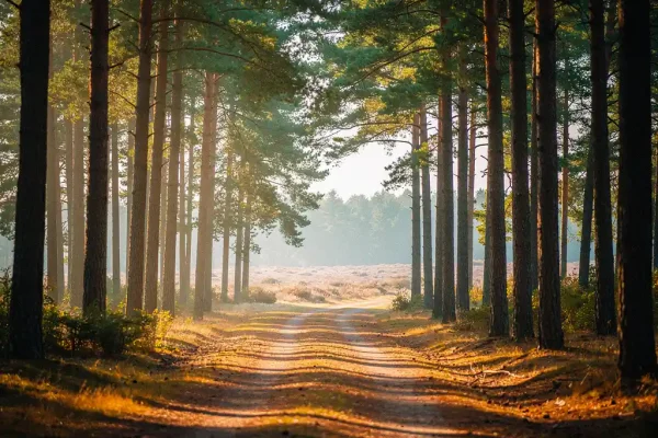 Mistig dennenbospad op de Veluwe met gouden ochtendlicht door het bladerdak op een tapijt van amberkleurige dennennaalden.