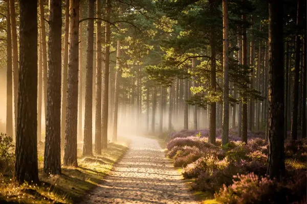 Smal zandpad door dicht dennenbos op de Veluwe, met gouden ochtendlicht, lage mist en paarse heide op de achtergrond.