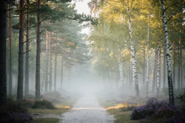 Mistig bospad op de Veluwe met dennenbomen en berken, paarse heide tussen de stammen en zachte ochtendmist over de zandbodem.