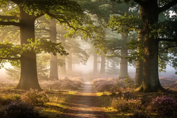 Mistig bospad op de Veluwe met eeuwenoude eiken en dennen, gouden ochtendlicht door het bladerdak en paarse heide in de verte.