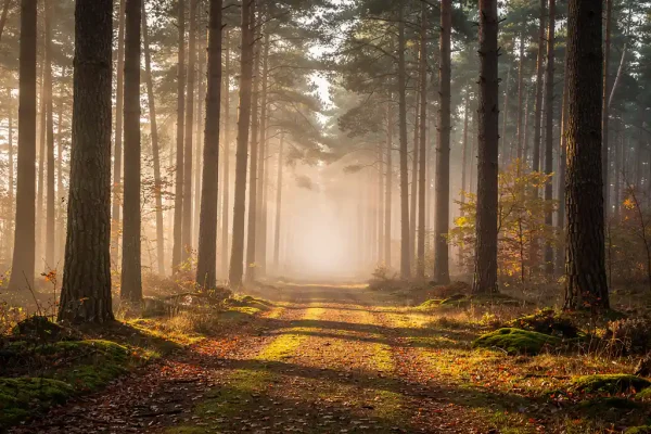 Mistig bospad op de Veluwe met hoge dennenbomen, gouden herfstlicht en een tapijt van gevallen bladeren in amber- en groentinten.