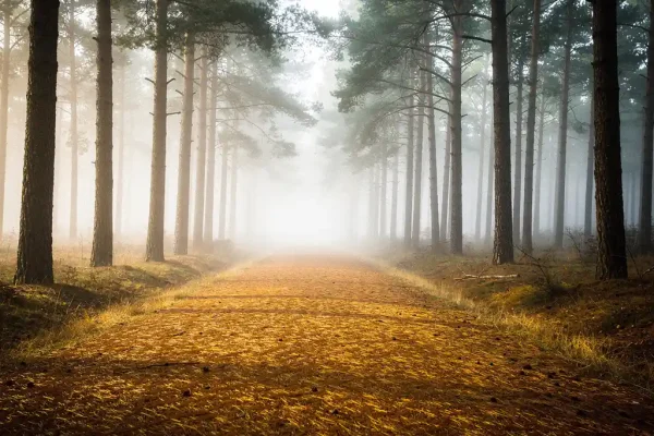 Mistig ochtendlicht tussen hoge dennenbomen op de Veluwe, met een goudkleurig tapijt van naalden op een kronkelend bospad.