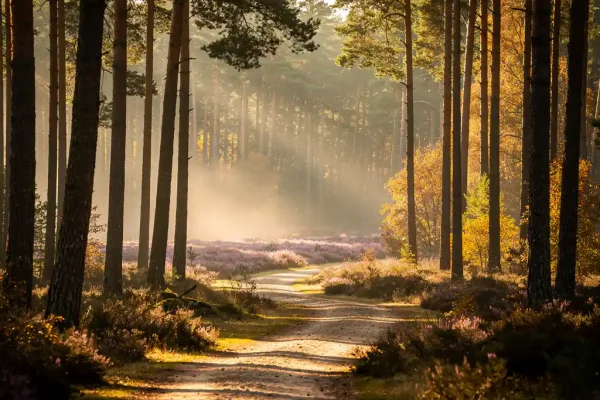 Mistig ochtendlicht door hoge dennenbomen op de Veluwe, gouden zonnestralen op een kronkelend zandpad met paarse heide op de achtergrond.