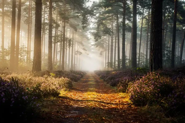 Mistig bospad door hoge dennenbomen op de Veluwe, ochtendlicht filtert door het bladerdak op paarse heide en amberkleurige dennennaalden.