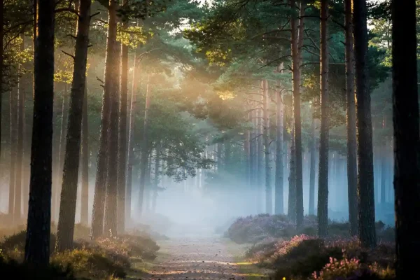 Ochtendmist tussen hoge dennenbomen op de Veluwe, met gouden lichtstralen over een smal zandpad en paarse heide op de achtergrond.