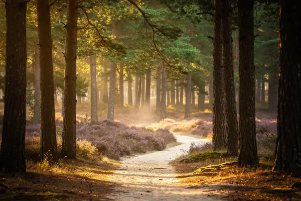 Kronkelend bospad door hoge dennenbomen op de Veluwe, met gouden ochtendlicht, paarse heide en lichte grondmist boven zandbodem.