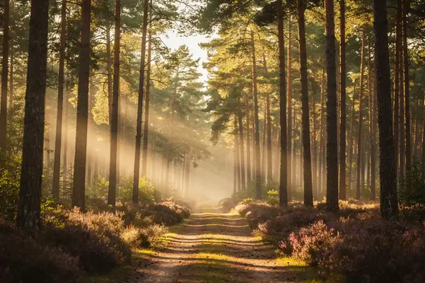 Bospad door hoge dennenbomen op de Veluwe, met ochtendmist, gouden zonlicht en paarse heide op de bosbodem.
