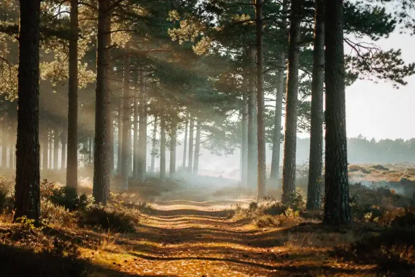Slingerende bospad door hoge Veluwse dennenbomen met ochtendmist, gouden zonlicht en een tapijt van amberkleurige dennennaalden.