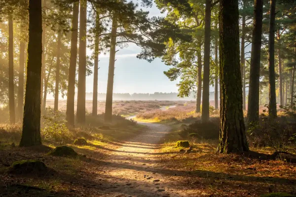 Zandpad door Veluwe dennenbos met ochtendmist, gouden zonlicht door het bladerdak en heideveld in de verte.
