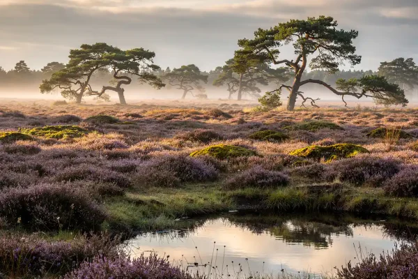 Paarse heide in volle bloei op de Veluwe, omhuld door ochtendmist met silhouetten van grove dennen en een stil bosven op de voorgrond.