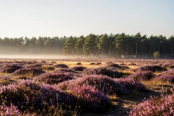 Paars bloeiende heide op de Veluwe in gouden ochtendlicht, met mistige dennenbossen op de achtergrond.