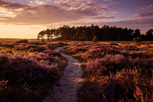 Gouden heideveld op de Veluwe bij zonsondergang, met bloeiende paarse heide, smalle zandweg naar dennenbos en roze-gouden wolkenlucht.