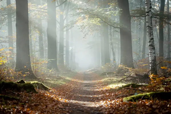 Mistig herfstpad op de Veluwe met eiken en berken, gouden bladeren op de bosbodem en zacht ochtendlicht door het bladerdak.