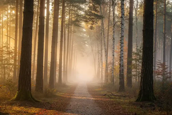 Mistig bospad op de Veluwe bij dageraad, met gouden ochtendlicht door dennen en berken en lage mist tussen de boomstammen.
