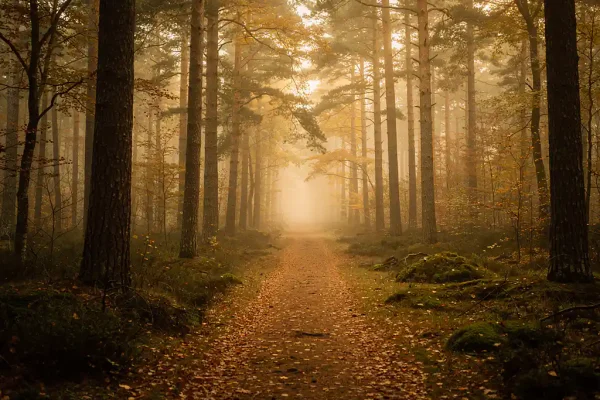 Mistig bospad op de Veluwe tussen hoge oude dennenbomen, met gouden herfsttinten en een tapijt van gevallen bladeren.