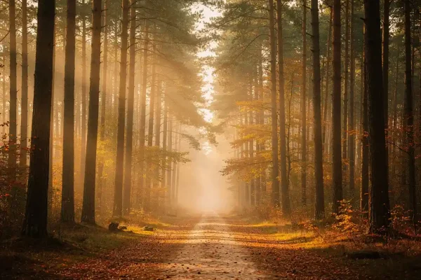 Mistig bospad op de Veluwe tussen hoge dennenbomen, met gouden herfstlicht en gevallen bladeren op de zandbodem.