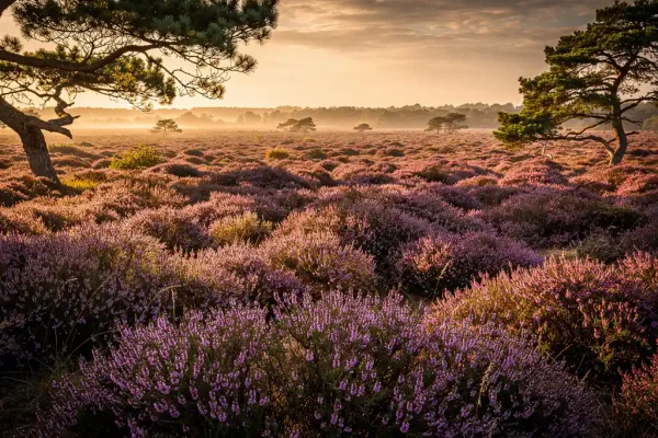 Uitgestrekte paarse heide op de Veluwe in gouden middaglicht, omzoomd door oude verweerde dennenbomen onder een dramatische lucht.